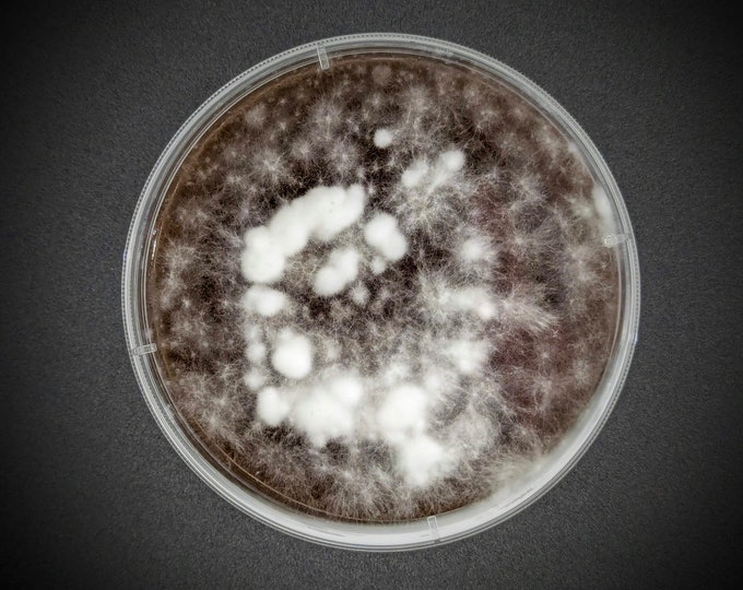 Conifer Coral Mushroom AGAR PLATE CULTURE Hericium abietis