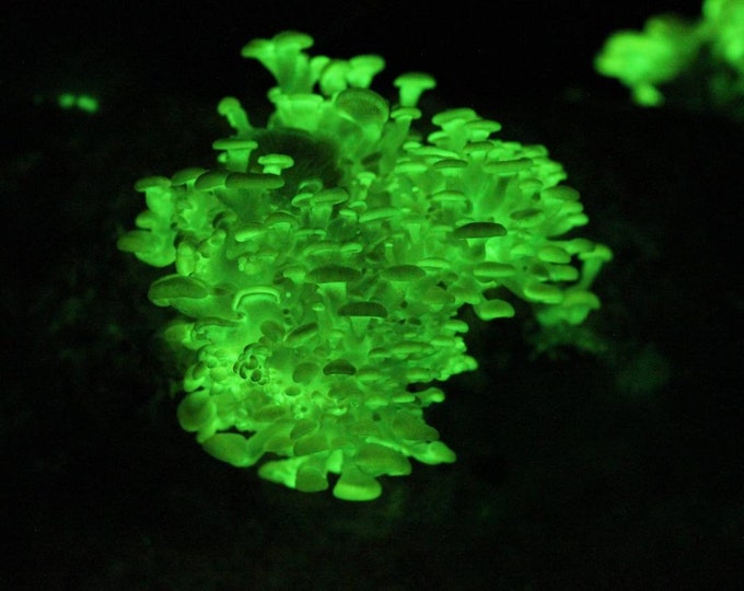 Panellus stipticus bioluminescent glow in the dark mushroom agar plate culture