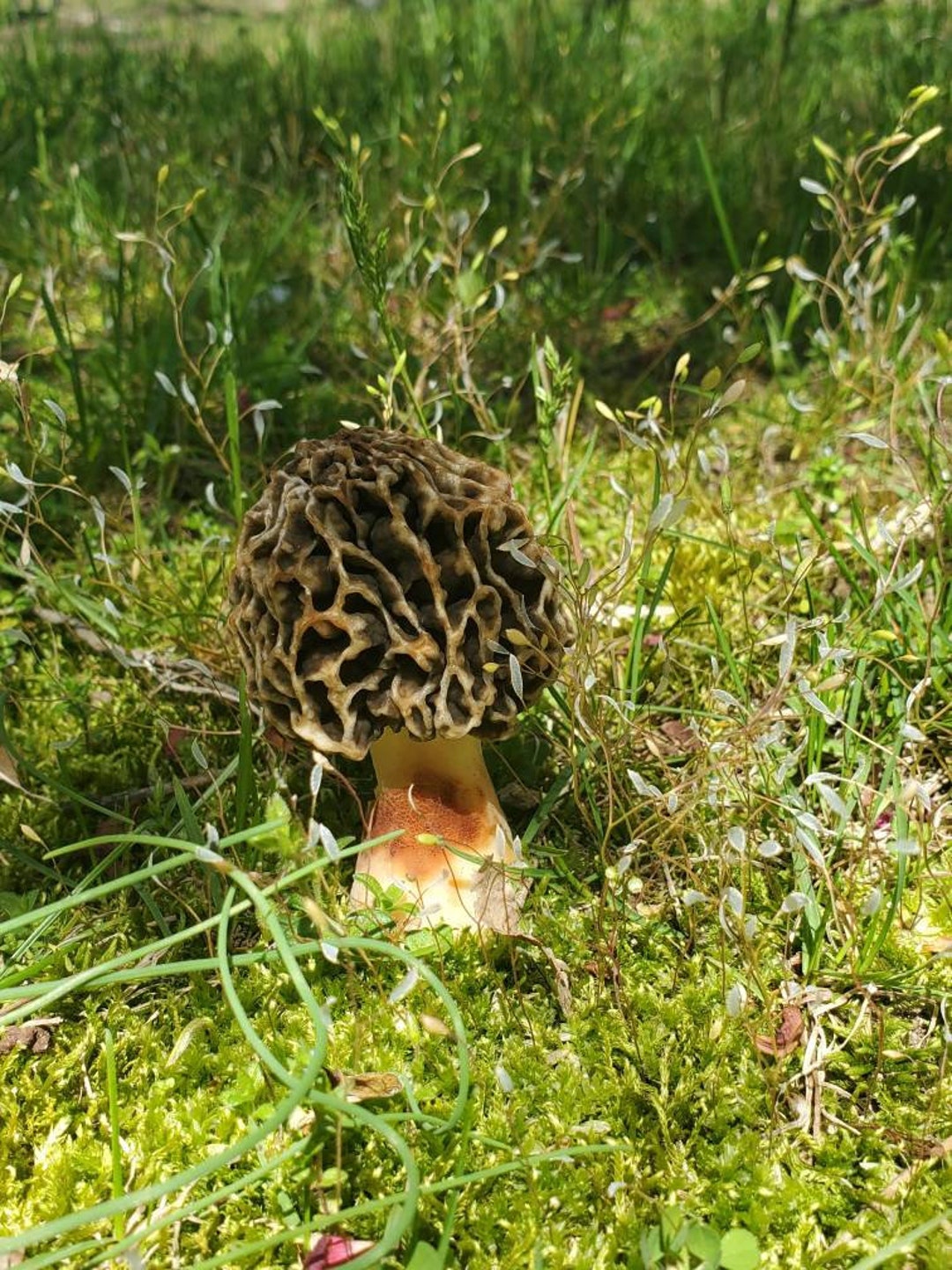 Black Morel Mushroom Liquid Culture Morchella Importuna Etsy