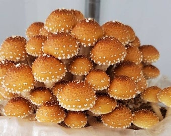 Chestnut mushroom Liquid culture Pholiota adiposa