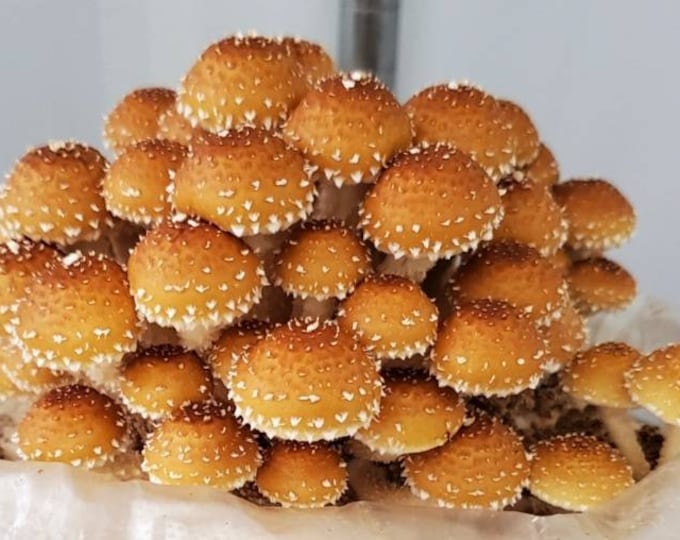 Chestnut mushroom Liquid culture Pholiota adiposa