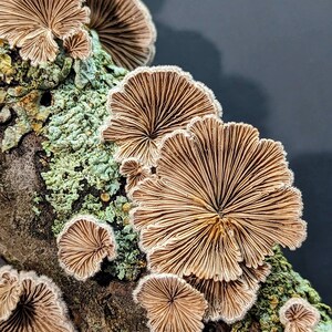 Split gill Mushroom Liquid Culture, Schizophyllum commune
