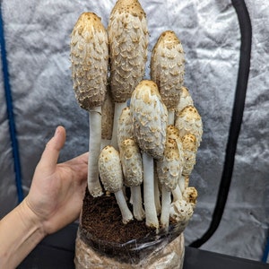 Shaggy Mane Big Shaggy™ Liquid Mushroom Culture, Coprinus comatus ink cap mushroom