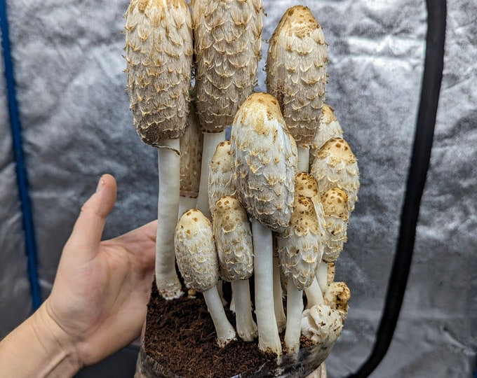 Shaggy Mane Big Shaggy™ Liquid Mushroom Culture, Coprinus comatus ink cap mushroom