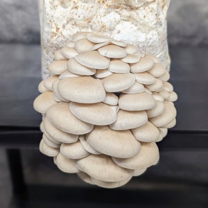 Pearl Oyster Mushroom Liquid Culture Pleurotus ostreatus