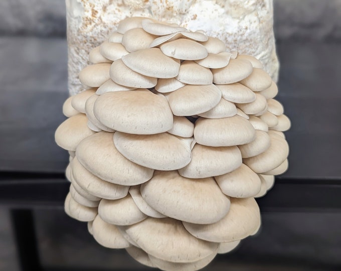 Pearl Oyster Mushroom Liquid Culture Pleurotus ostreatus