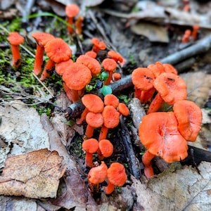 May include: A cluster of vibrant orange mushrooms growing in a forest setting. The mushrooms have a cup-like shape and are surrounded by fallen leaves, twigs, and patches of green moss. The image is a close-up shot, highlighting the texture and color of the fungi.