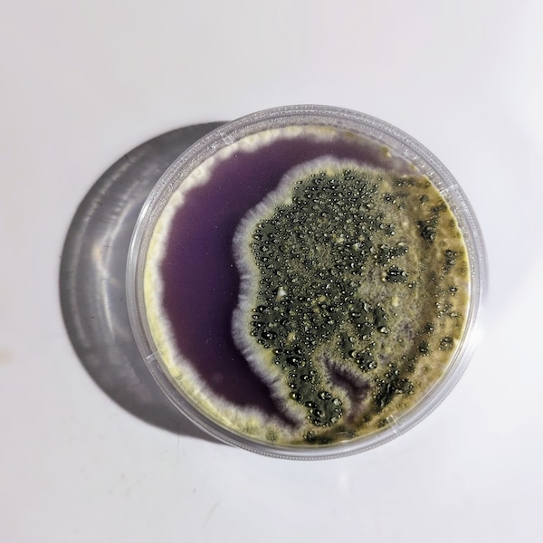 Metarhizium anisopliae mushroom fungus  agar culture plate