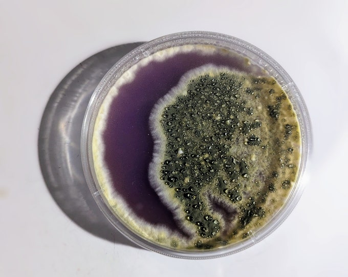 Metarhizium anisopliae mushroom fungus  agar culture plate