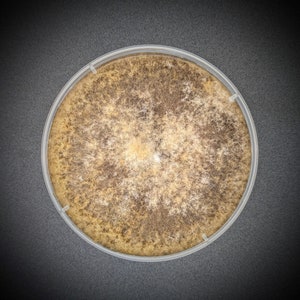 Burn Morel Mushroom AGAR PLATE CULTURE Morchella eximia