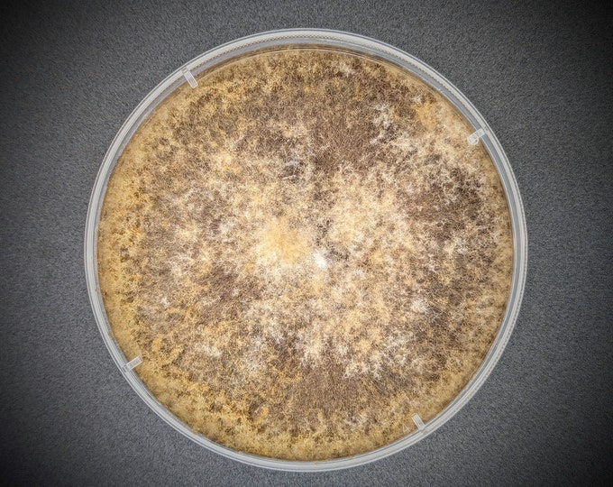 Burn Morel Mushroom AGAR PLATE CULTURE Morchella eximia