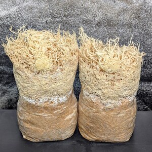 May include: Two brown and white mushroom grow bags with white mycelium growing out of the top.