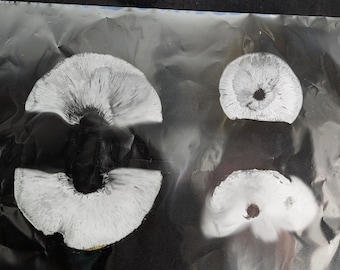 Eastern Jack O Lantern Mushroom SPORE PRINT Omphalotus illudens