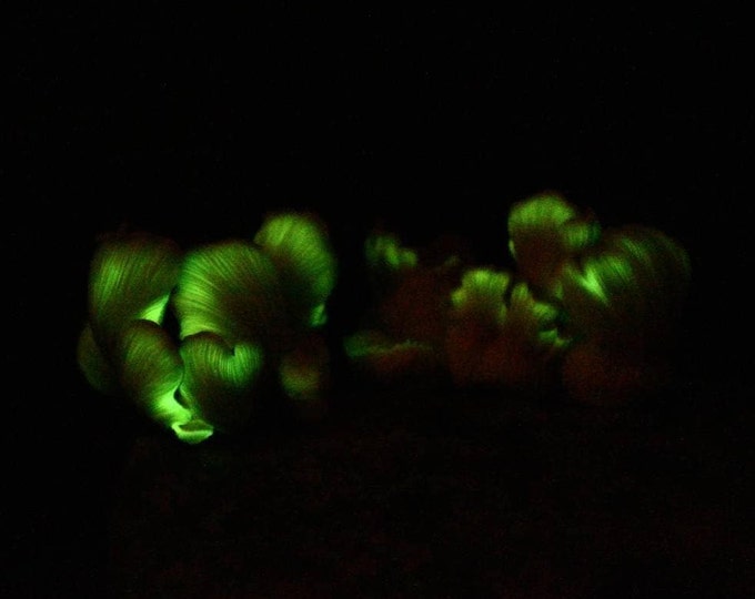 Ghost Fungus Bioluminescent Mushroom Liquid Culture, Omphalotus nidiformis