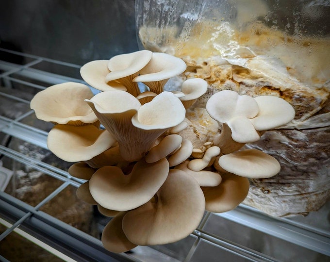 Elm Oyster Mushroom Liquid Culture Pleurotus ulmarius