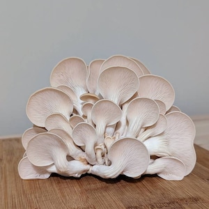 White Oyster Mushroom Liquid Culture Pleurotus ostreatus