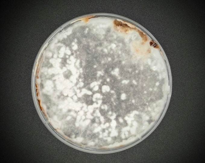 Shiitake 3782 Mushroom AGAR PLATE CULTURE