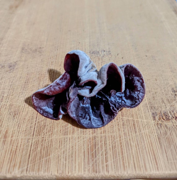 CLOUD EAR MUSHROOM Liquid Culture Auricularia Polytricha Also Etsy