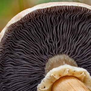 May include: Close-up of the underside of a mushroom cap, showing the gills in detail. The gills are a dark gray color and have a wavy texture. The stem of the mushroom is visible at the bottom of the image.