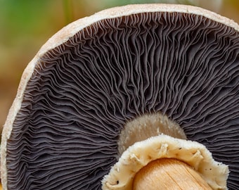 Golden Wine Cap Mushroom Liquid Culture Stropharia rugosoannulata var. lutea
