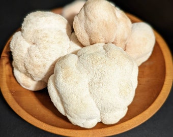 Lions Mane Mushroom Heat Tolerant Strain Liquid Culture, Hericium erinaceus