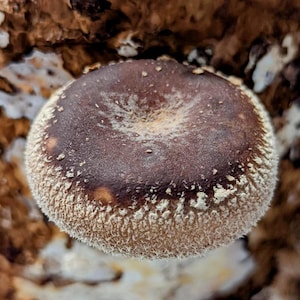 Shiitake NV1422 Mushroom Liquid Culture Lentinula edodes