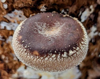 Shiitake NV1422 Mushroom Liquid Culture Lentinula edodes