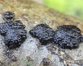 Black Fungus Mushroom Liquid Culture Annulohypoxylon archeri