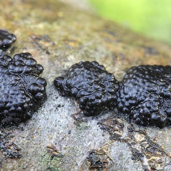 Black Fungus Mushroom Liquid Culture Annulohypoxylon archeri