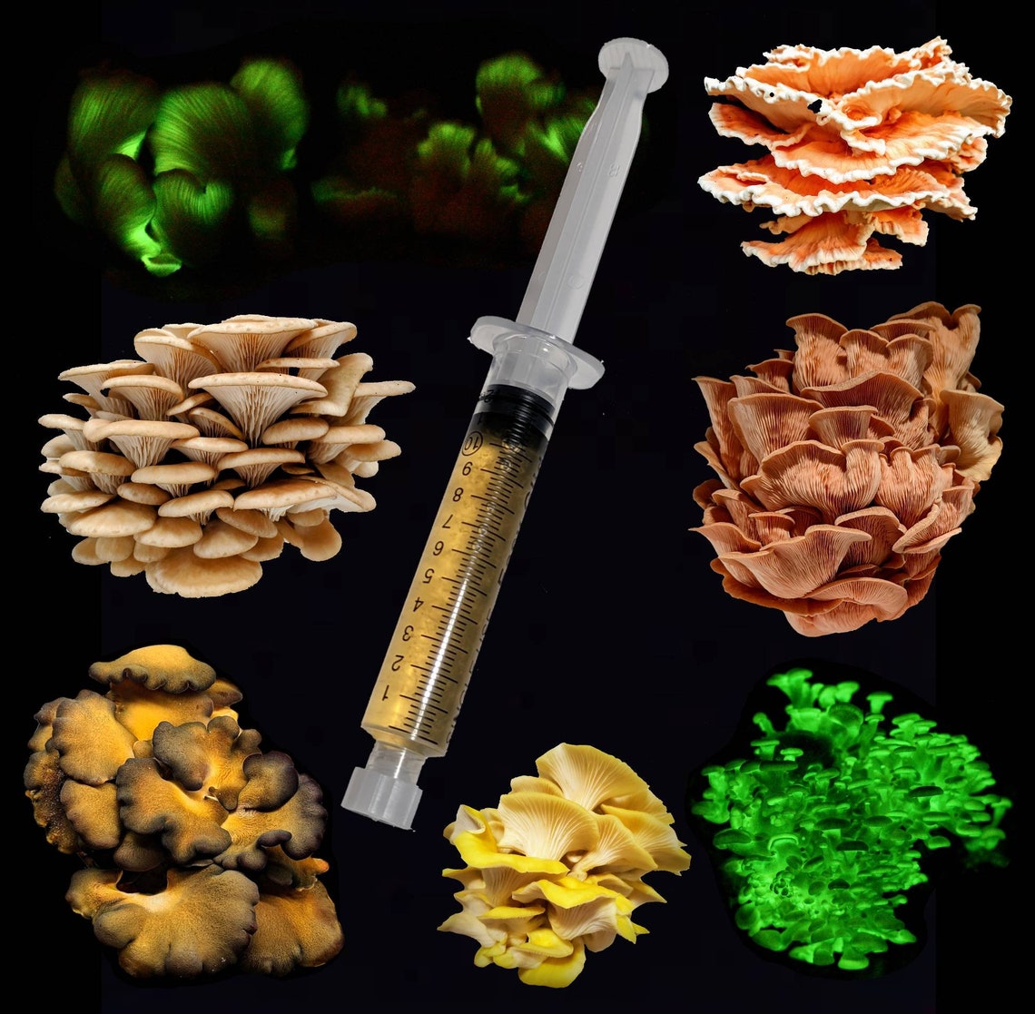 Snow Fungus tremella Fuciformis Liquid Mushroom Culture Etsy