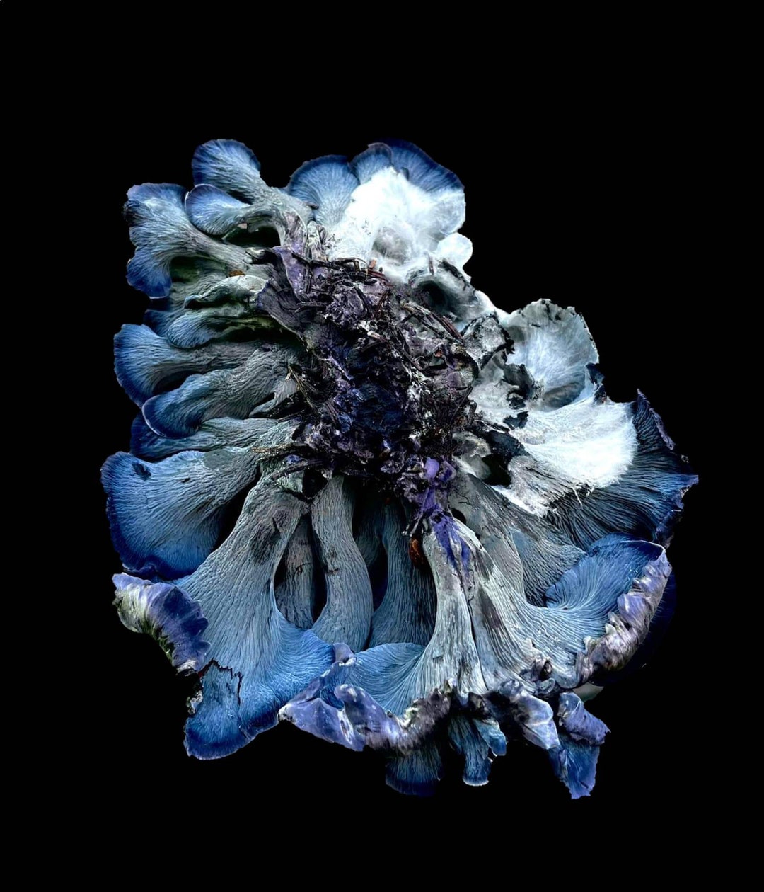 Blue Chanterelle Mushroom Liquid Culture Polyozellus Sp Etsy