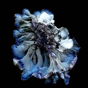Blue Chanterelle Mushroom Liquid Culture Polyozellus sp