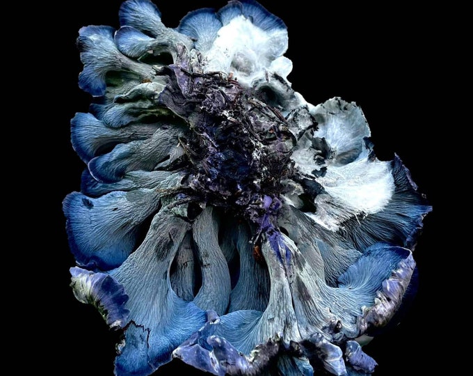 Blue Chanterelle Mushroom Liquid Culture Polyozellus sp