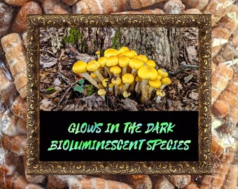 Honey Mushroom Plug Spawn Armillaria mellea Glow in the dark Bioluminescent Mushroom 100 Wooden Dowels