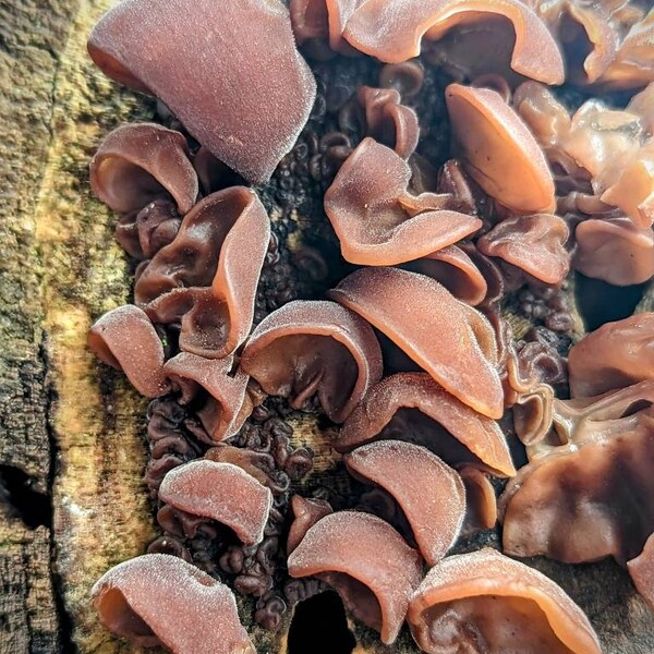Brown Wood Ear Mushrooms Etsy
