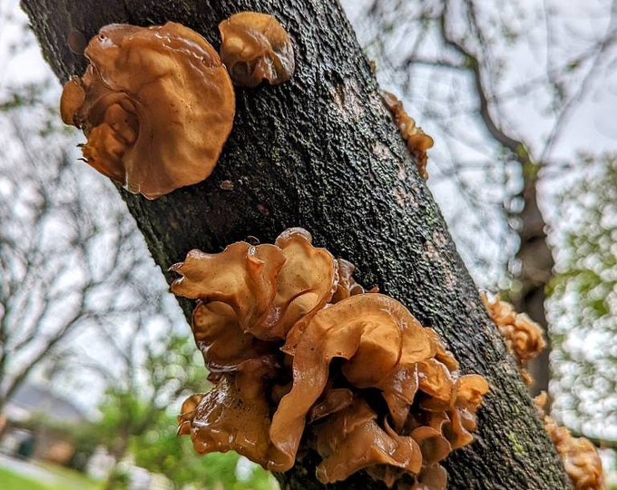 Tropical Wood Ear Mushroom Liquid Culture, Auricularia fuscosuccinea