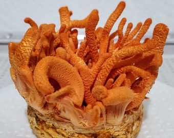 Cordyceps militaris liquid culture syringe - mycelium suspension in a nutrient solution for growing mushrooms