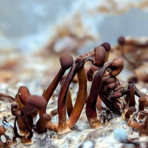 May include: Close-up of a cluster of small, brown mushrooms growing on a white, textured surface. The mushrooms have a unique, twisted shape and are clustered together in a dense group.