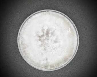 Branched oyster  AGAR PLATE CULTURE Pleurotus cornucopiae