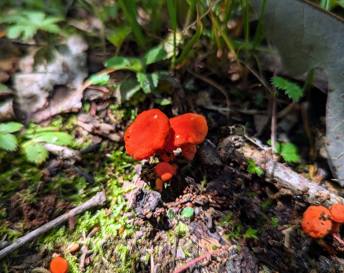 Red Chanterelle Mushroom Liquid Culture, Cantharellus cinnabarinus