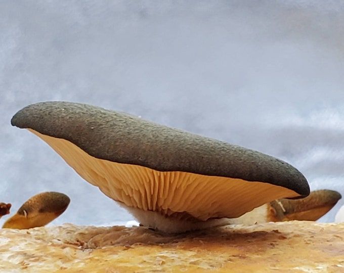 Olive Oysterling Panellus serotinus mushroom agar plate culture