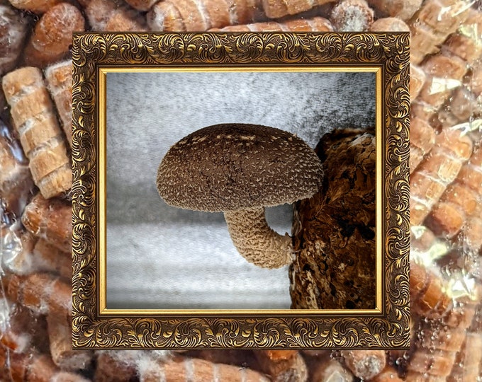 Shiitake Mushroom Plug Spawn Grow Kit - makes an excellent mushroom gift, easy for everyone! (Shiitake strain 3770)