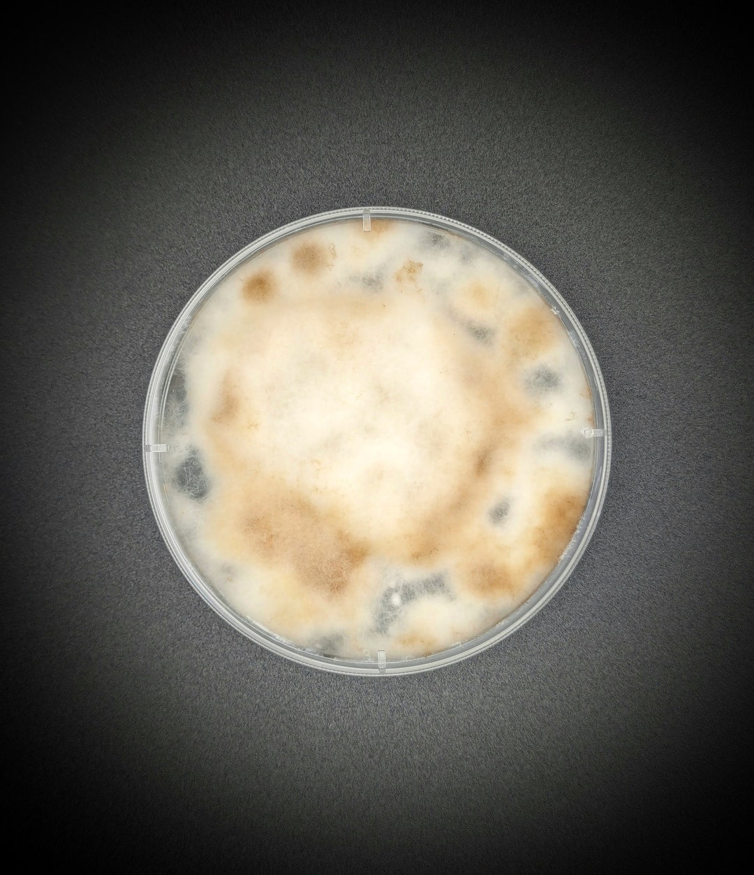 Dungloving Bird's Nest Fungus AGAR PLATE CULTURE Cyathus Stercoreus Etsy