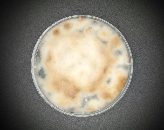 Dung-Loving Bird's Nest Fungus AGAR PLATE CULTURE Cyathus stercoreus