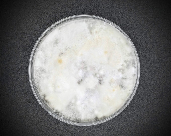 Olive Oysterling AGAR PLATE CULTURE Sarcomyxa serotina