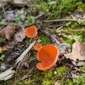 May include: Three orange cup-shaped fungi growing on a bed of moss and forest debris.