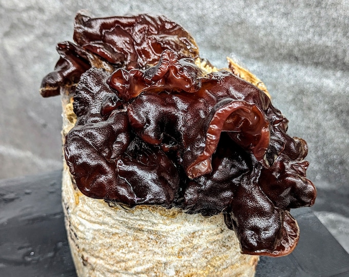 Cloud Ear Mushroom Liquid Culture Auricularia polytricha Wood Ear Fungus, Tree Ear, Hairy Wood Ear, Kikurage, wooden jellyfish