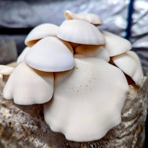 Big White Beech Mushroom Liquid Culture. Hypsizygus tessulatus