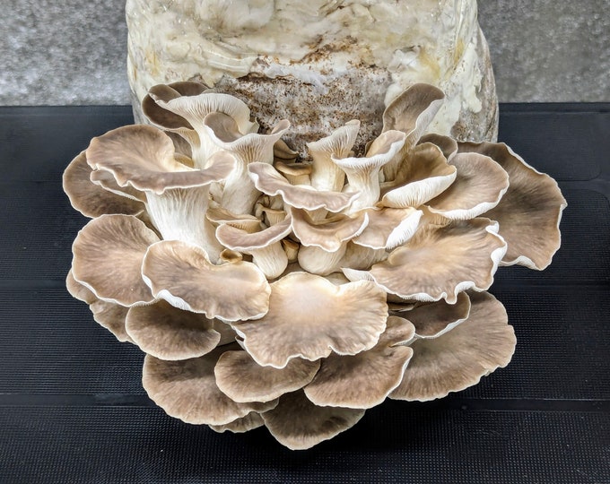 Phoenix Oyster Mushroom Liquid Culture, Pleurotus pulmonarius