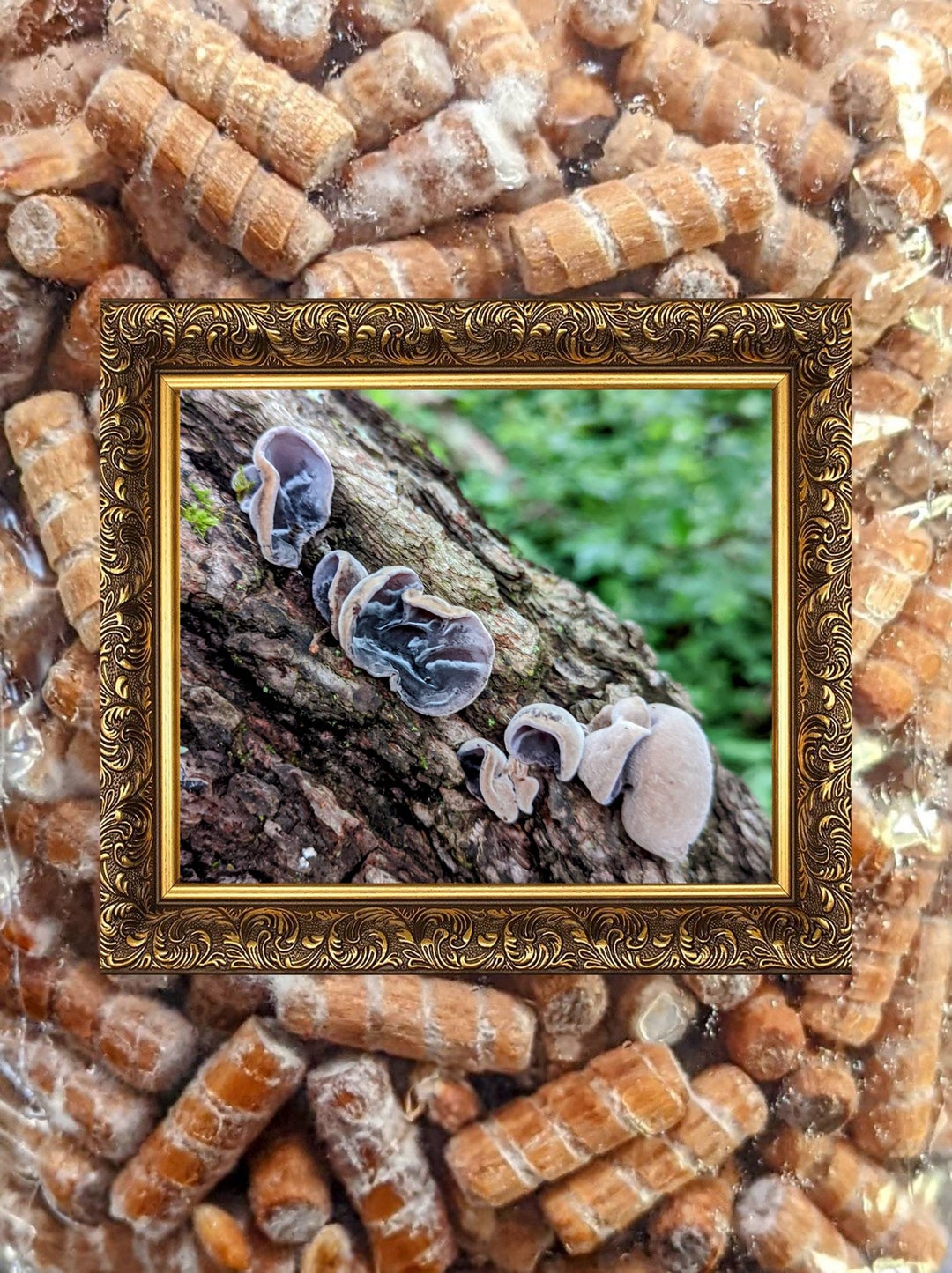 Cloud Ear Mushroom 100 Wood Dowels/plugs Auricularia Etsy